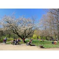 2585 Stadtpark Winterhude - Liebesinsel im Frühling. | 